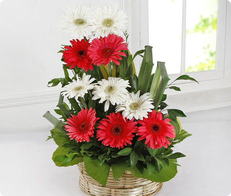 Gerberas