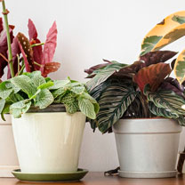 Indoor Plants