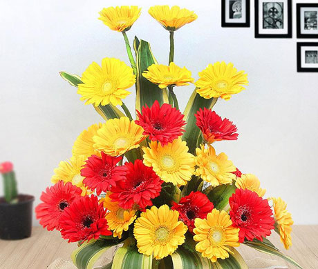 Gerberas