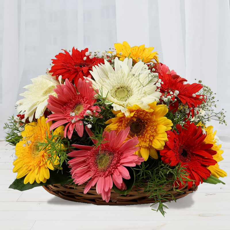 Assorted Gerbera Basket – Midnight Delivery