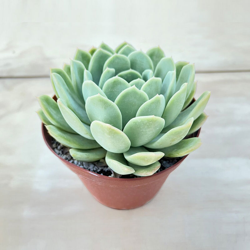 Echeveria Elegans Plant