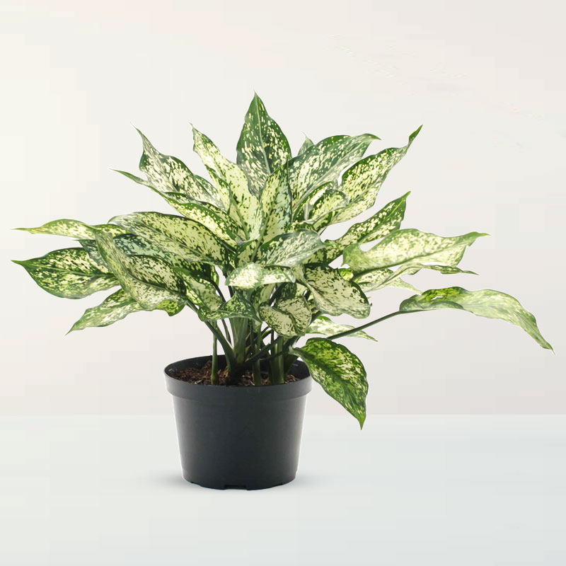 Aglaonema Costatum