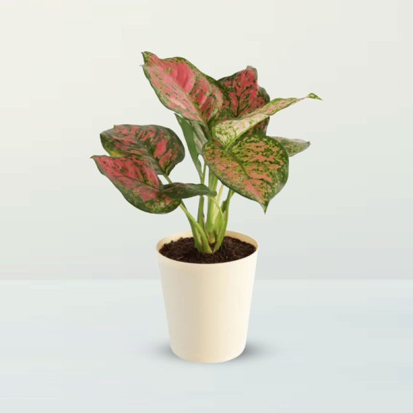 Aglaonema Plant (Pink)