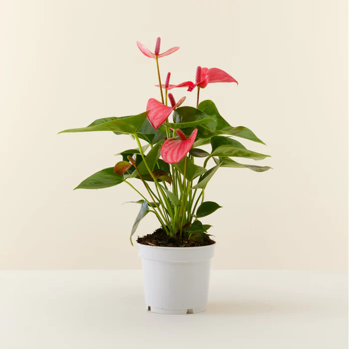 Anthurium Plant