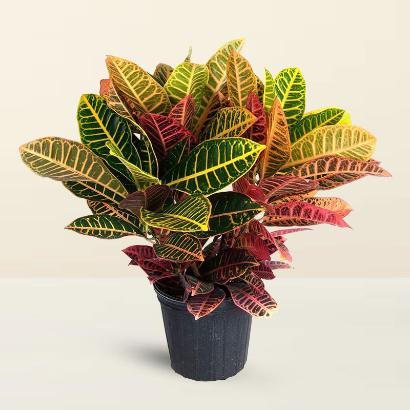 Croton Petra