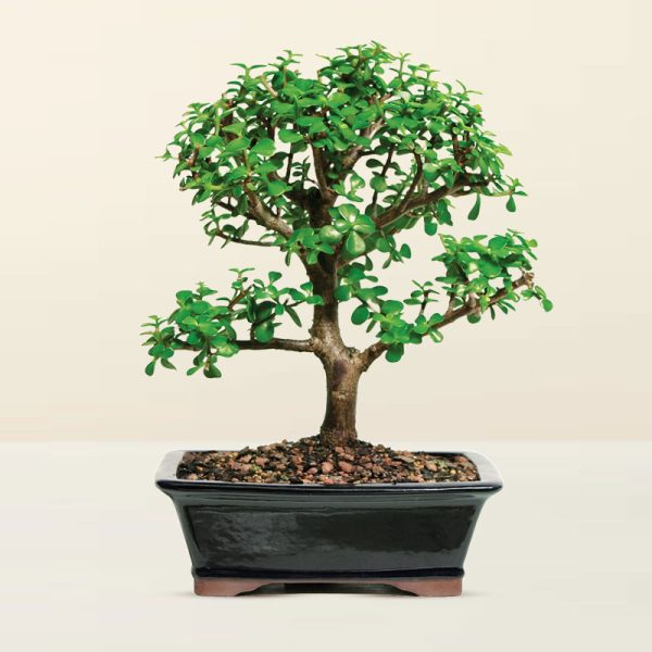 Dwarf Jade Bonsai Plant