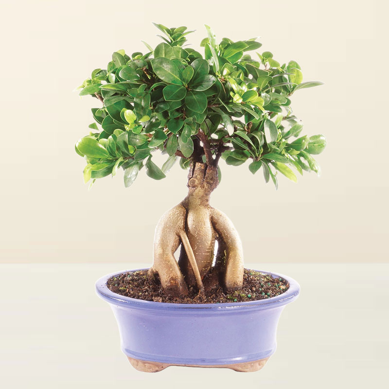 Ficus Bonsai Live Plant