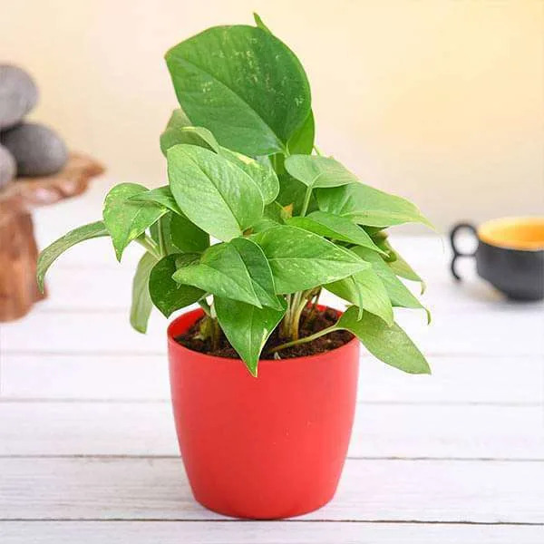 Green Money Plant