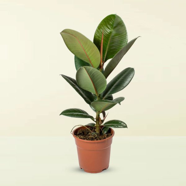 Ficus Elastica (Rubber Plant)