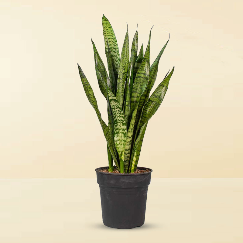 Green Sansevieria Snake Plant